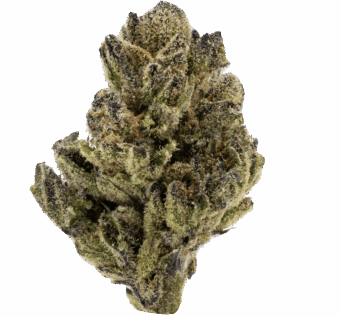 Gelato 41 THCA Flower