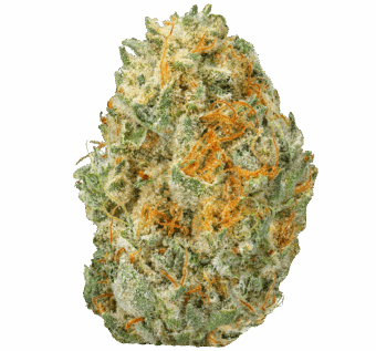 Gelato 41 Strain