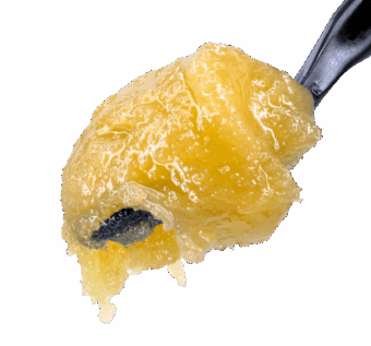 Blueberry Muffin THCA Live Rosin