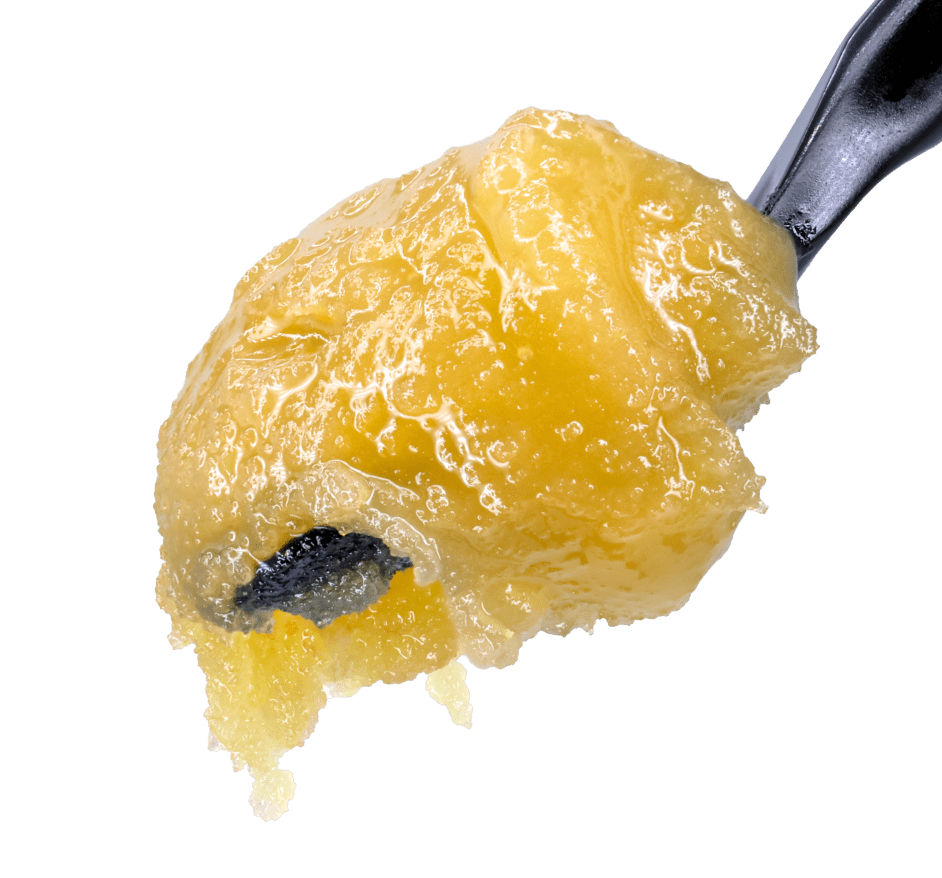 Blueberry Muffin THCA Live Rosin