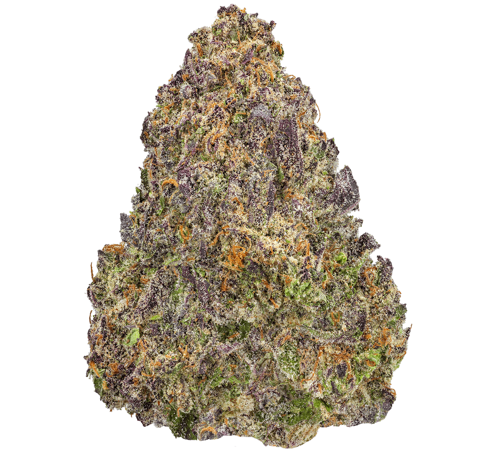 Flamingo-Strain Flamingo Strain