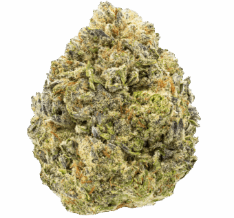 King-Gelato-thca-flower-min King Gelato Strain