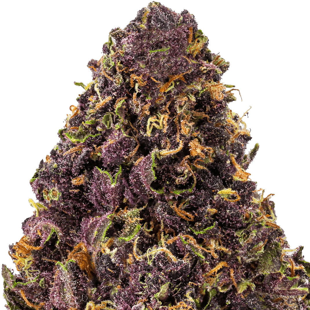 Tropical Cookies Strain